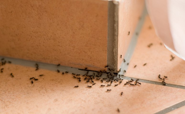 Veneno para hormigas: 12 venenos caseros para hacerlas desaparecer