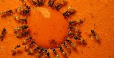 Guerra contra las hormigas: soluciones caseras y consejos para exterminarlas