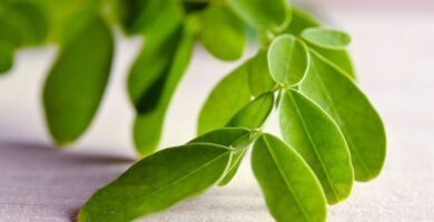 Moringa: la planta que previene el cáncer y mejora el rendimiento sexual